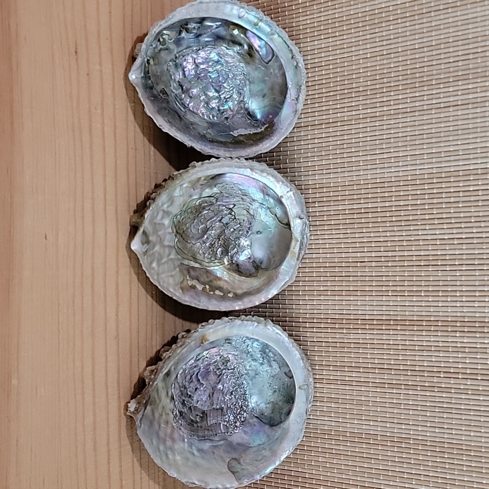 Lot of 3 Large Abalone Shell